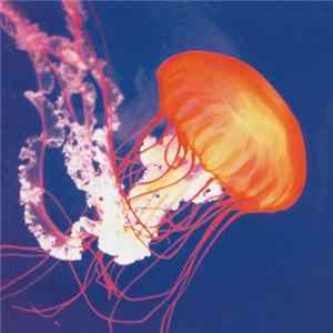Pauline Oliveros - Primordial Lift flac