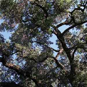 Charles Manson - Trees flac