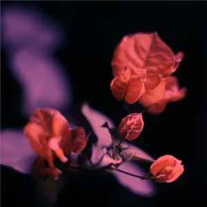 Somfay, Jesse Somfay, Borealis , Flourish, Trinary flac