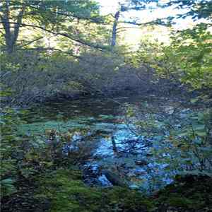 Coonamessett River - Coonamessett Reservation flac