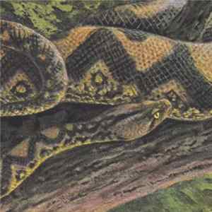 Rainforest Spiritual Enslavement - Ambient Black Magic flac