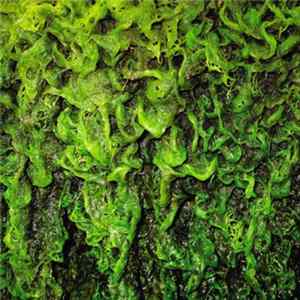 High Places - High Places Vs Mankind flac