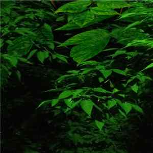 estinte forme & blvckvolga - Estinte Forme & Blvckvolga flac