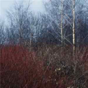 N [42], Dirk Serries - Kehr flac