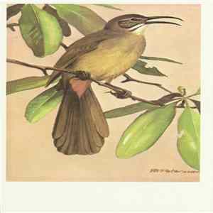 No Artist - California Thrasher flac