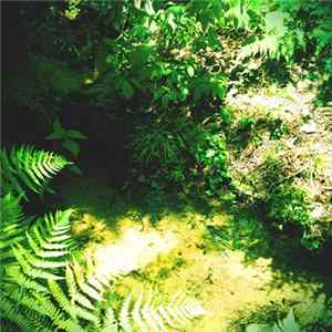 Coppice Halifax - Jel Gun flac