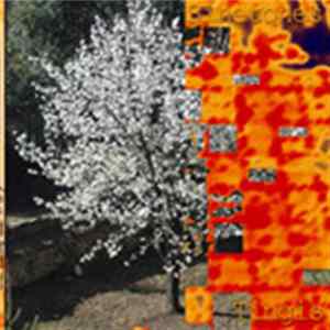 Tingis - Sinetones flac