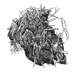 Various - Ekstyrpacja Miazgi flac