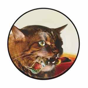Guster, Matt Peskie - The Meowstro Sings: Keep It Together flac