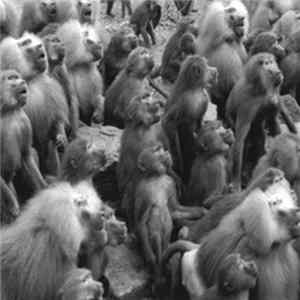 Psychon Troopers - Animals Rise flac