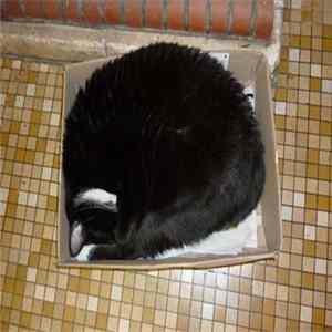 Tabby Sensibilities - B&W&Tabs flac