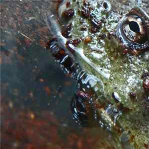 Phyllomedusa - Puddle Dependency flac