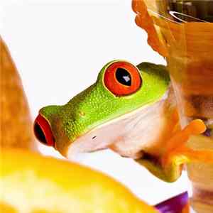 Rehab Citrus - The Frogs Are Near (Prologue) flac