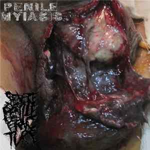 Penile Myiasis / Severe Penile Fracture - Split flac