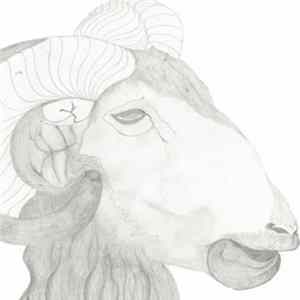 Carola Pisaturo - Animals Amans flac