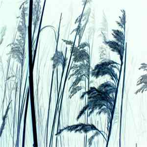 Troum - Aerugo flac