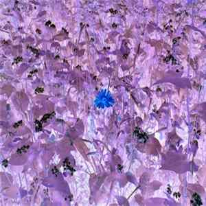 Troum - Droneflower flac