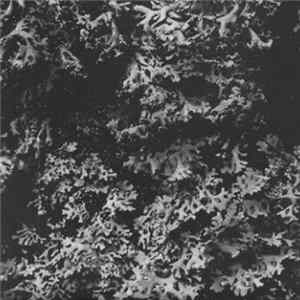 Ora - New Movements In G flac