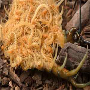 Flesh-Eating Centipoid Herd - Flexible Membranous Tegument Sections flac