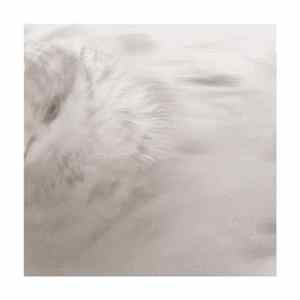Ekkehard Ehlers - (This) flac