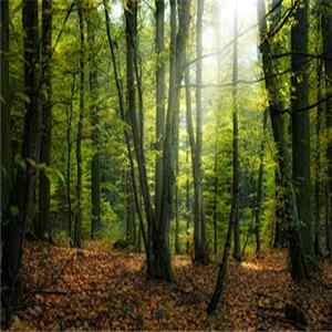 Sanmi - Birds In Forest flac