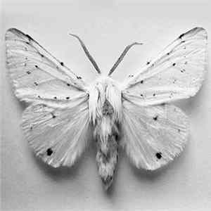 Kristina Dutton - ​In The Hour Of Butterflies flac