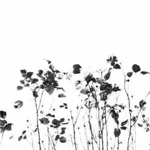 Saito Koji - Rose flac