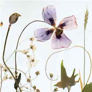Lauri Ainala & Kalle Hamm - Immigrant Garden flac