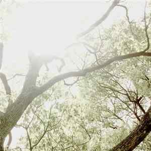 Nigori - Warm Sunshine flac