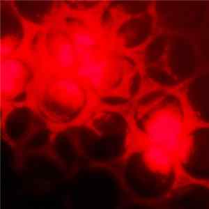 Wolves Of Isle Royale - Circles Of Confusion flac